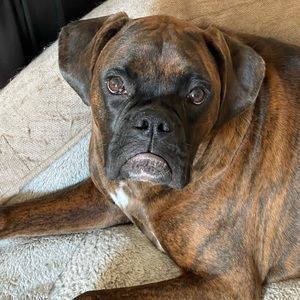 Meet your Posher, Alexia